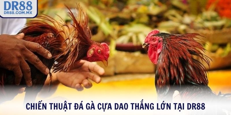 Chiến thuật đá gà cựa dao thắng lớn tại DR88