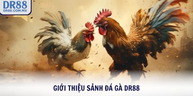 Giới thiệu sảnh đá gà DR88