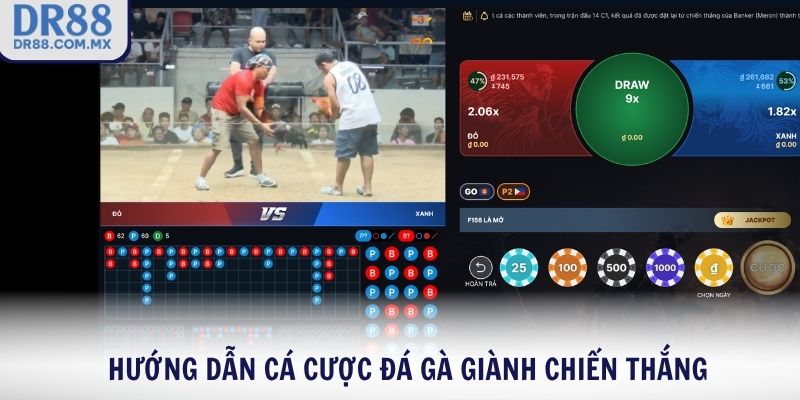 Hướng dẫn cá cược đá gà giành chiến thắng