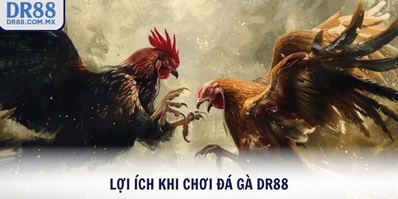 Lợi ích khi chơi đá gà DR88