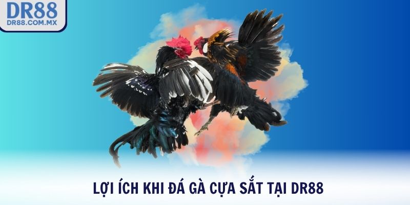 Lợi ích khi đá gà cựa sắt tại DR88