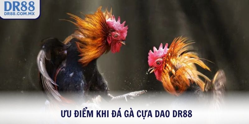 Ưu điểm khi đá gà cựa dao DR88